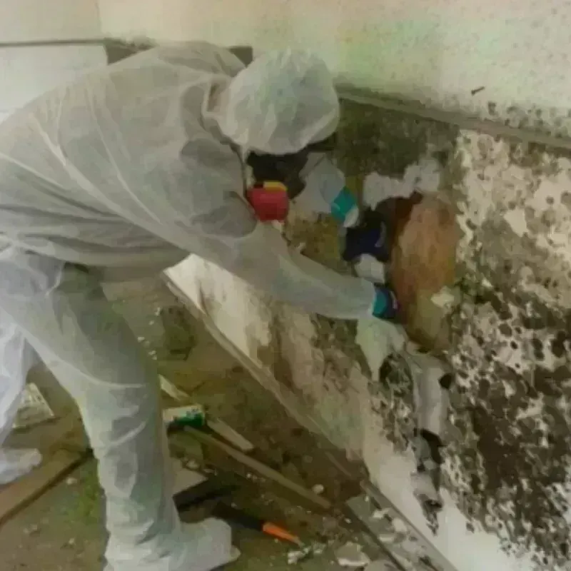 Mold Remediation and Removal in Lamar, CO